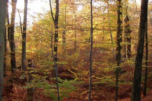 Einfach schön - buntes Lauf im Sonnenschein! Wir haben neue Modelle für den Herbst ab 1. September bei uns in der Ausstellung.